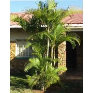 Zlata palma (Dypsis lutescens) 5 semen