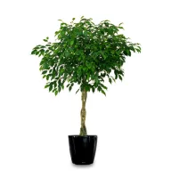 Viseči fikus (Ficus benjamina) 5 semen