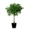 Viseči fikus (Ficus benjamina) 5 semen