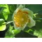 Ameriški tulipan (Liriodendron tulipifera) 5 semen
