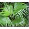 Kitajska ventilatorska palma (Livistona chinensis) 5 semen