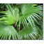 Kitajska ventilatorska palma (Livistona chinensis) 5 semen