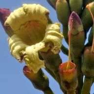 Demoklezijevo drevo (Oroxylum indicum) 5 zrn