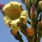 Demoklezijevo drevo (Oroxylum indicum) 5 zrn