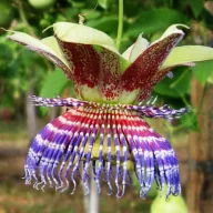 Sladki lovec (Passiflora maliformis) 5 semen