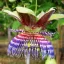 Sladki lovec (Passiflora maliformis) 5 semen