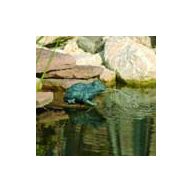 Žaba gargulja 12 cm