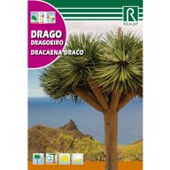 Dracena (Draco) Rocalba 4 semena