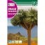 Dracena (Draco) Rocalba 4 semena
