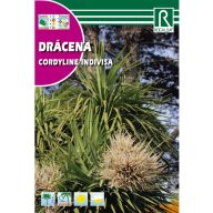 Dracena (Cordyline indivisa) Rocalba