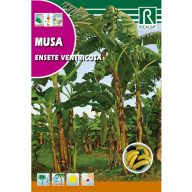 Banana (Musa ensete ventricosa) Rocalba 2 zrna