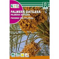 Datljeva palma (Phoenix dactylifera) Rocalba 6 g