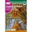 Datljeva palma (Phoenix dactylifera) Rocalba 6 g