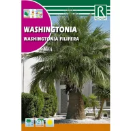 Wasinghtonova palma (Washingtonia filifera) Rocalba 1 g