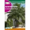 Wasinghtonova palma (Washingtonia filifera) Rocalba 1 g