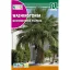 Wasinghtonova palma (Washingtonia filifera) Rocalba 1 g