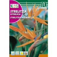 Sijajna papagajka oranžna (Strelitzia reginae) Rocalba