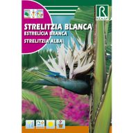 Čudovita papagajka bela (Strelitzia reginae) Rocalba