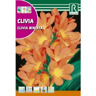 Clivia miniata (Clivia miniata) Rocalba