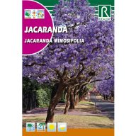 Jakaranda mimozolistna (Jacaranda mimiosifolia) 0,5g Rocalba