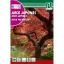 Navadni javor (Acer palmatum) Rocalba
