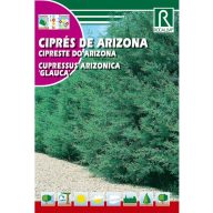 Arizonska cipresa (Cupressus arizonica glauca) 2 g Rocalba