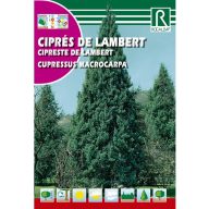Lambertova cipresa (Cupressus macrocarpa) Rocalba