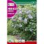 Slezenovec (Hibiscus syriacus) Rocalba 2 g