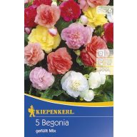 Čebulice Gumijasta begonija (puhasta) 5 kosov