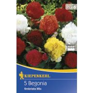 Čebulice Gumijasta begonija (obrobljena) 5 kosov