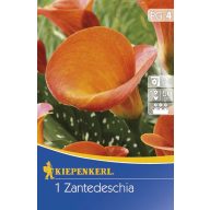 Čebulica Calla (oranžna) 1 kos