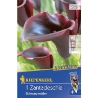 Žarnica Calla (črna) 1 kos