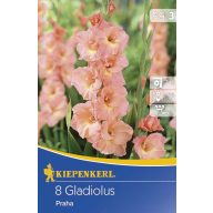 Cvetlična čebulica Meč Cvet Praga 8 kosov