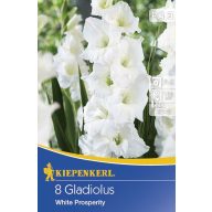 Žarnica Swordflower White Prosperity 8 kosov