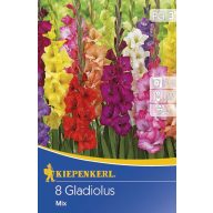 Cvetlična čebulica Meč Mešanica cvetov 8 kosov