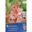 Cvetoča čebulica Swordflower Fr. Coral lace 10 kosov
