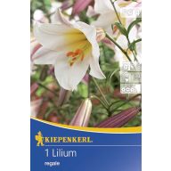 Cvetna čebulica Kralj lilija 1 kos