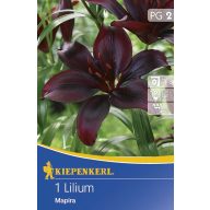 Cvetlična čebulica Lily Mapira 1 kos