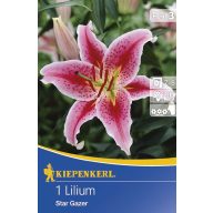 Cvetlične čebulice Lily Kiepenkerl Stargazer 2 kosa