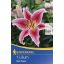 Cvetlične čebulice Lily Kiepenkerl Stargazer 2 kosa