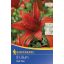 Cvetlična čebulica Lily Red Twin 2 kosa