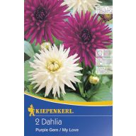   Cvetlična žarnica Dahlia Duo PurpleGem & My Love 2 kosa