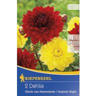   Čebulice Dahlia duo Glorie of Heems & Arabian Night 2 kosa