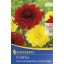 Čebulice Dahlia duo Glorie of Heems & Arabian Night 2 kosa