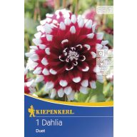 Cvetlična čebulica Dahlia Duet 1 kos