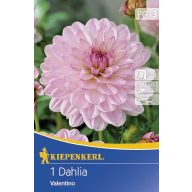 Čebulice Dahlia Valentino 1 kos