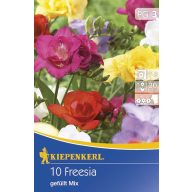 Cvetlične čebulice Fresia Mix 10 kosov