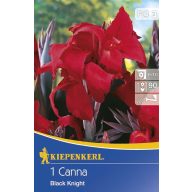 Cvetna čebulica Canna Black Knight rdeča 1 kos