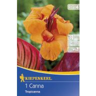 Cvetna čebulica Canna Tropicana 1 kos