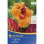 Cvetna čebulica Canna Tropicana 1 kos